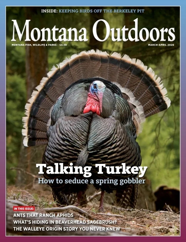 Montana Outdoors – March-April 2026